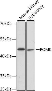 Anti-POMK Antibody