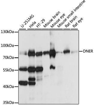 Anti-DNER Antibody