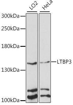 Anti-LTBP3 Antibody