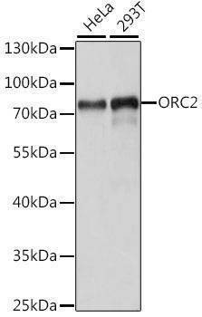 Anti-ORC2 Antibody