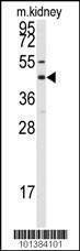 Anti-Connexin 50 (C-term) Antibody