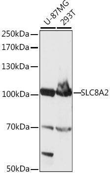 Anti-SLC8A2 Antibody