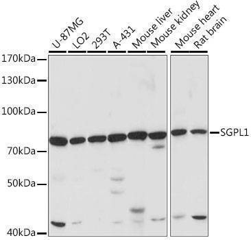 Anti-SGPL1 Antibody