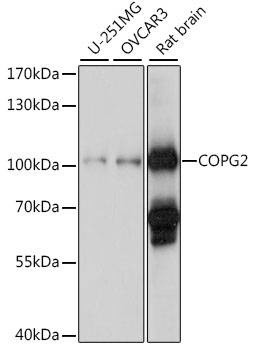 Anti-COPG2 Antibody