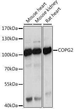 Anti-COPG2 Antibody