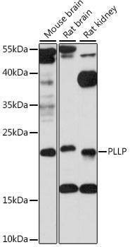 Anti-PLLP Antibody