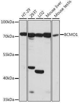 Anti-BCMO1 Antibody
