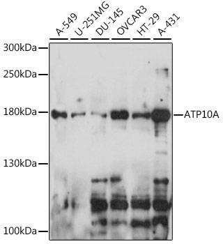 Anti-ATP10A Antibody
