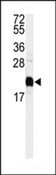 Anti-Calmodulin (C-term) Antibody