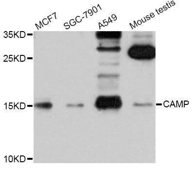Anti-CAMP Antibody