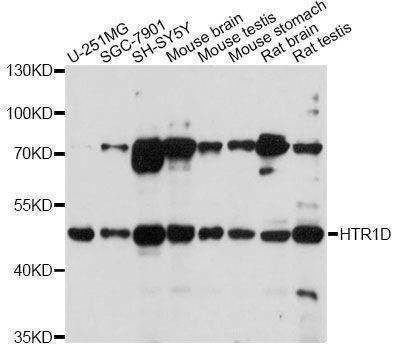 Anti-HTR1D Antibody