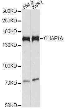 Anti-CHAF1A Antibody