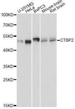 Anti-CTBP2 Antibody