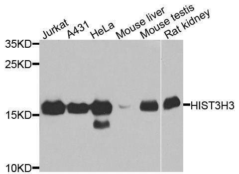 Anti-HIST3H3 Antibody