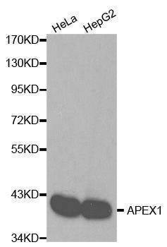 Anti-APEX1 Antibody