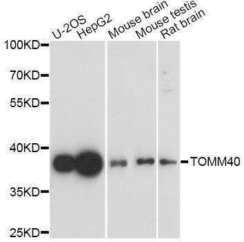 Anti-TOMM40 Antibody