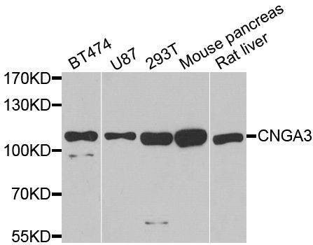 Anti-CNGA3 Antibody