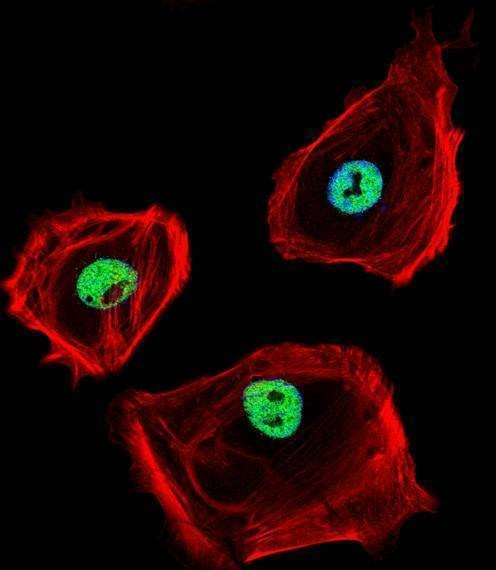 Anti-CTBP1 (C-term) Antibody