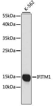 Anti-IFITM1 Antibody