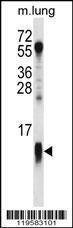Anti-COX7A1 (Center) Antibody