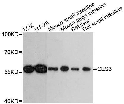 Anti-CES3 Antibody
