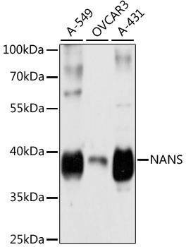 Anti-NANS Antibody