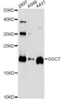 Anti-GGCT Antibody