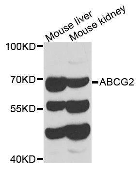 Anti-ABCG2 Antibody