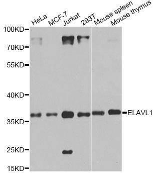 Anti-ELAVL1 Antibody