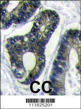 Anti-FAU (C-term) Antibody