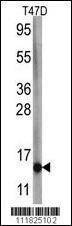 Anti-FAU (C-term) Antibody