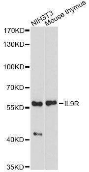 Anti-IL9R Antibody