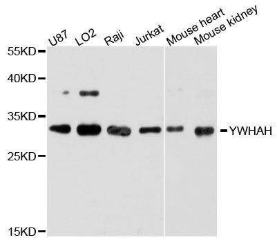 Anti-YWHAH Antibody