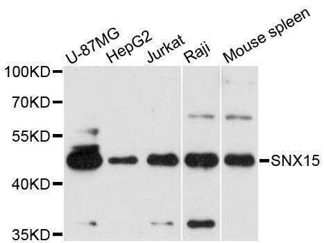 Anti-SNX15 Antibody