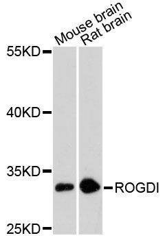 Anti-ROGDI Antibody