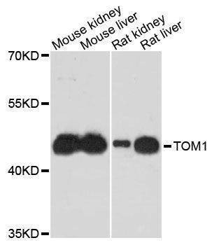 Anti-TOM1 Antibody