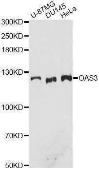 Anti-OAS3 Antibody