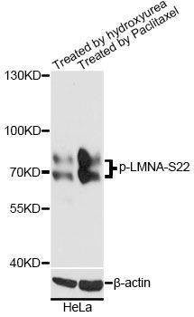 Anti-LMNA Antibody