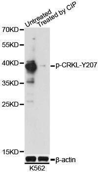 Anti-CRKL Antibody