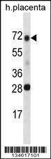 Anti-SPINT1 (Center) Antibody