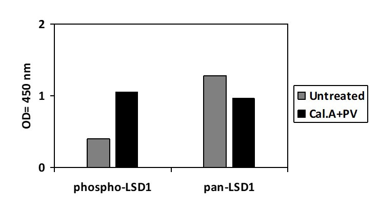 Phospho-LSD1 (S112) ELISA Kit