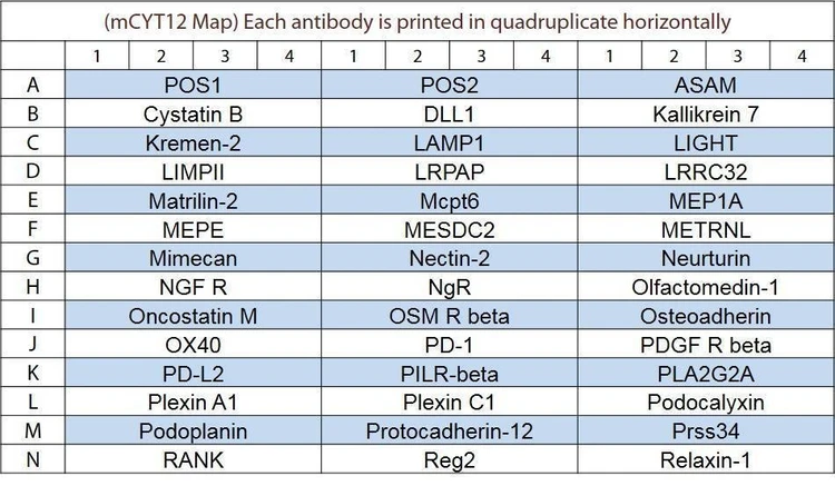 Mouse Cytokine Array GS12
