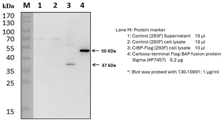 Anti-3 X Flag Antibody
