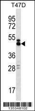 Anti-SLAMF6 (C-term) Antibody