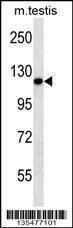 Anti-Mouse Ern2 (C-term) Antibody