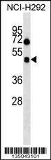 Anti-HCRTR1 (Center) Antibody