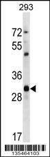 Anti-Cdk1 (C-term) Antibody