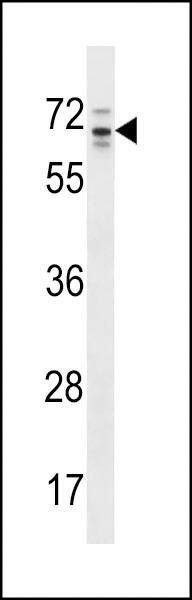 Anti-RP13-102H20.1/ARHGAP36 (C-term) Antibody