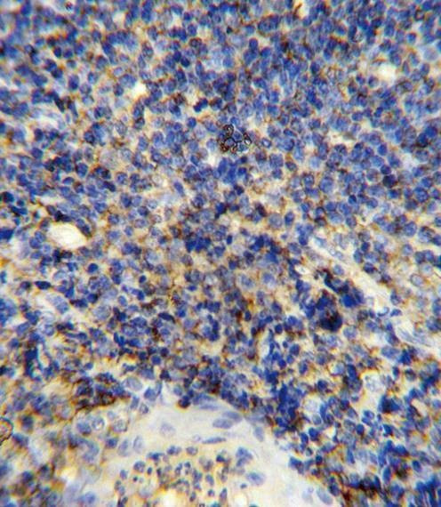 Anti-CD45 (C-term) Antibody