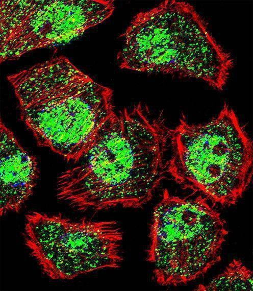 Anti-KLF9 (N-term) Antibody